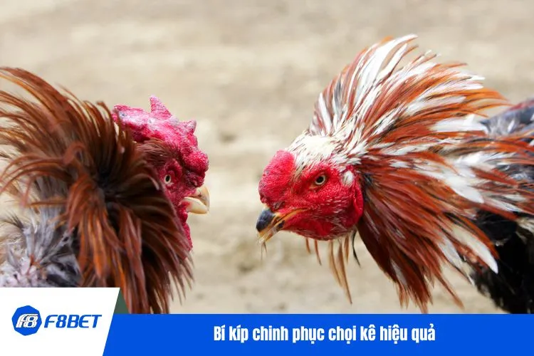 Bí kíp chinh phục chọi kê hiệu quả